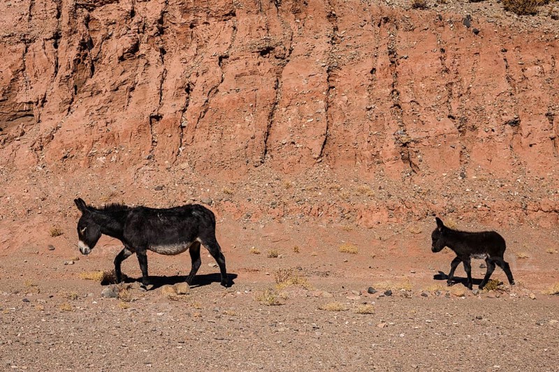 Wild donkeys in the desert