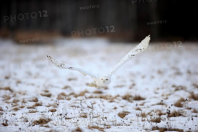 Snowy Owl