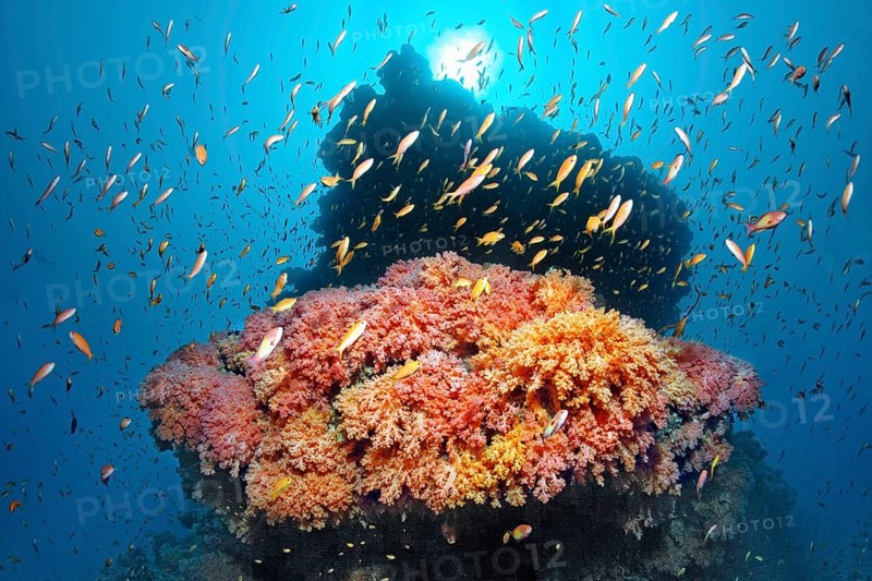 Coral reef