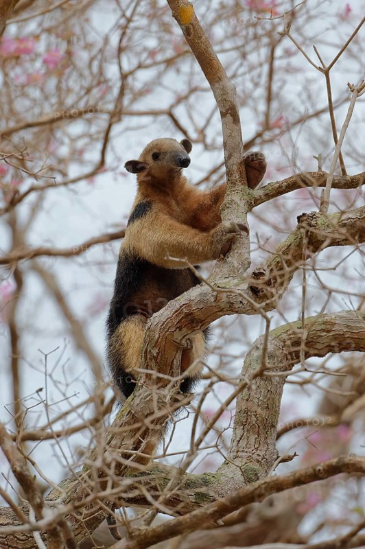 Southern tamandua