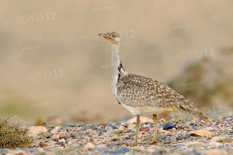 Houbara bustard
