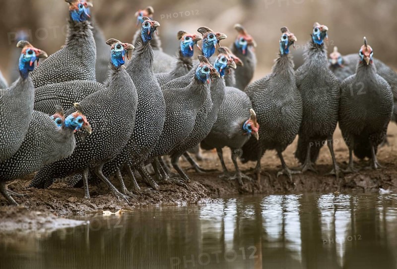 Helmeted guineafowl