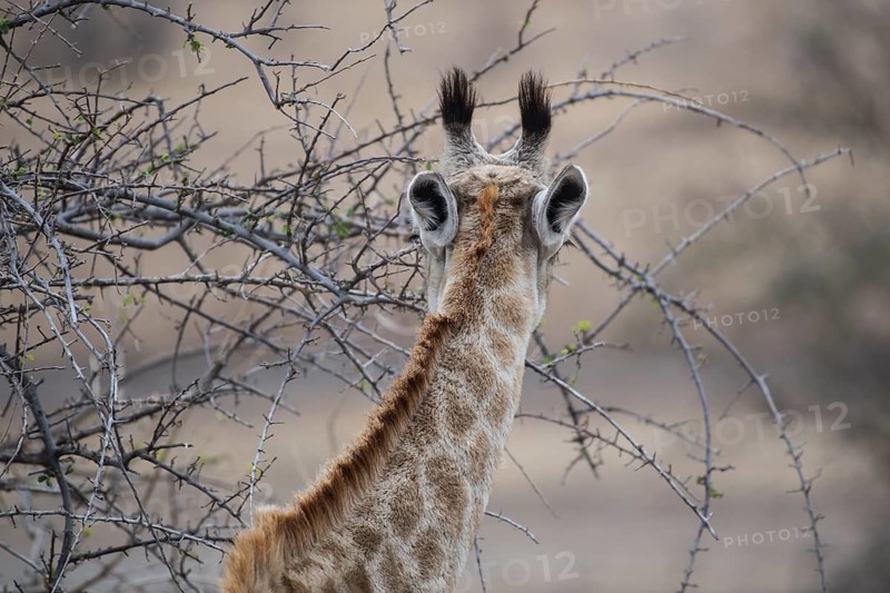 Giraffe