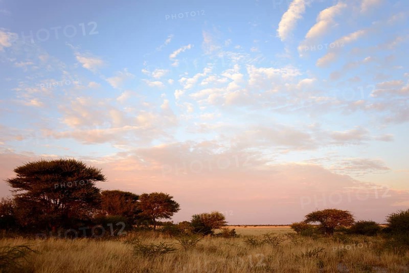 Morning at a steppe in Deception Valley