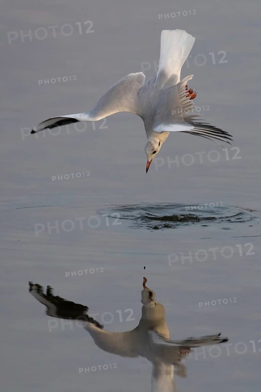 Black-headed gull