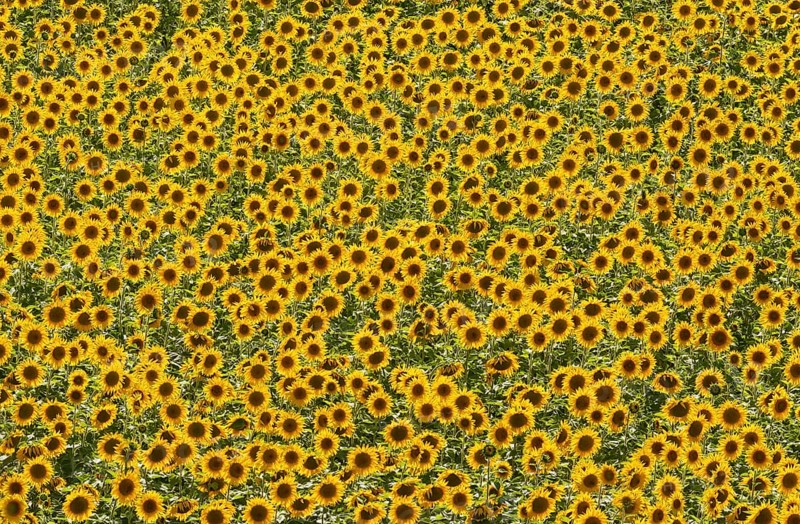 Sunflowers
