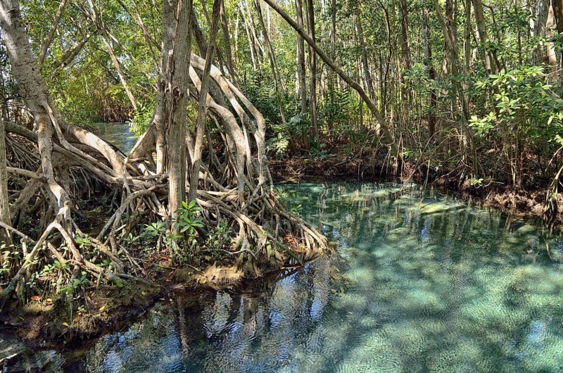 Freshwater source in mangrove forest
