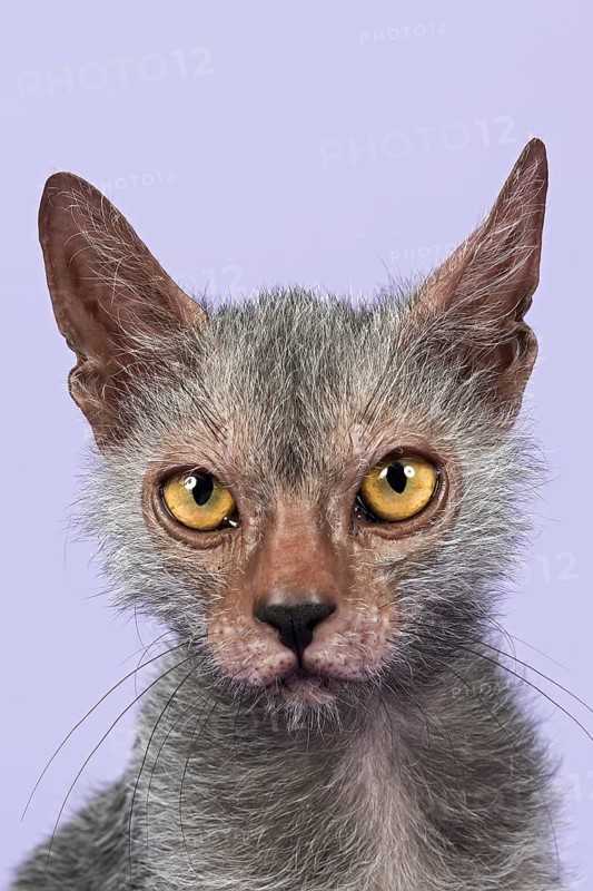 Werewolf Cat or Lykoi Cat