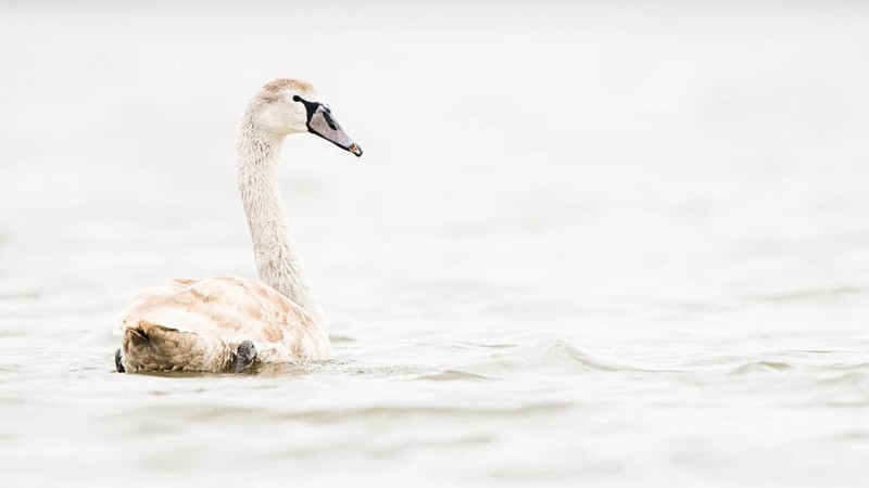 Mute swan