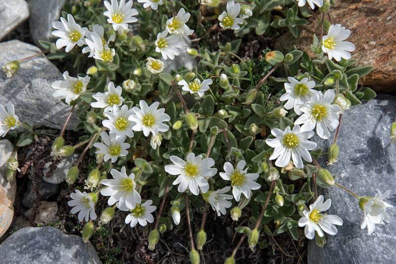 Mouse-ear chickweed