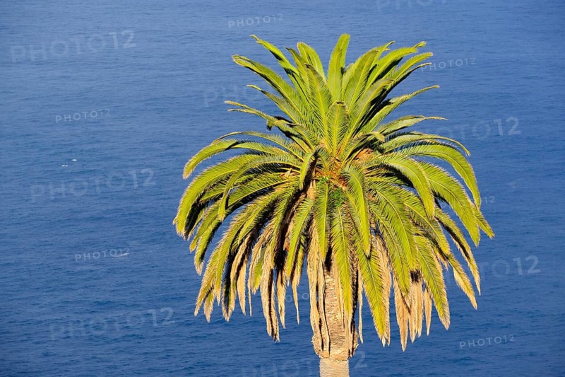 Canary Island date palm
