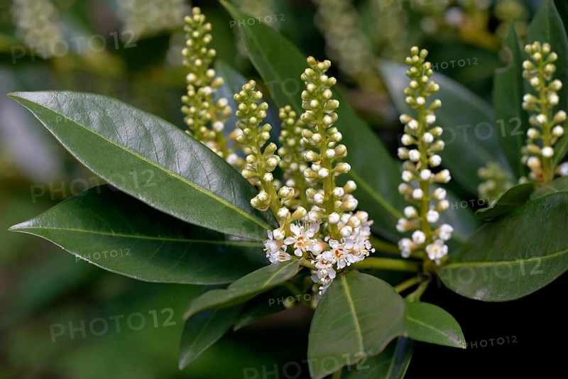 Flowering Cherry laurel