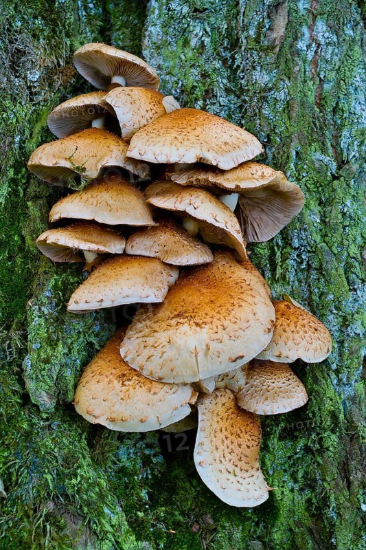 Shaggy scalycap