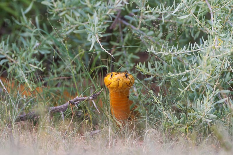 Cape Cobra