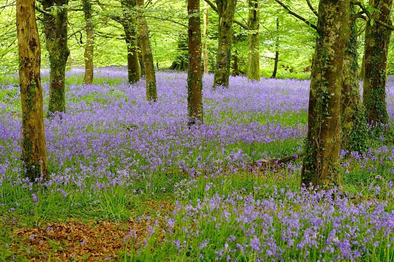 Blossoms of Common bluebell