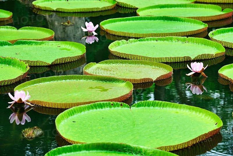 Flowering Giant Sea Lily