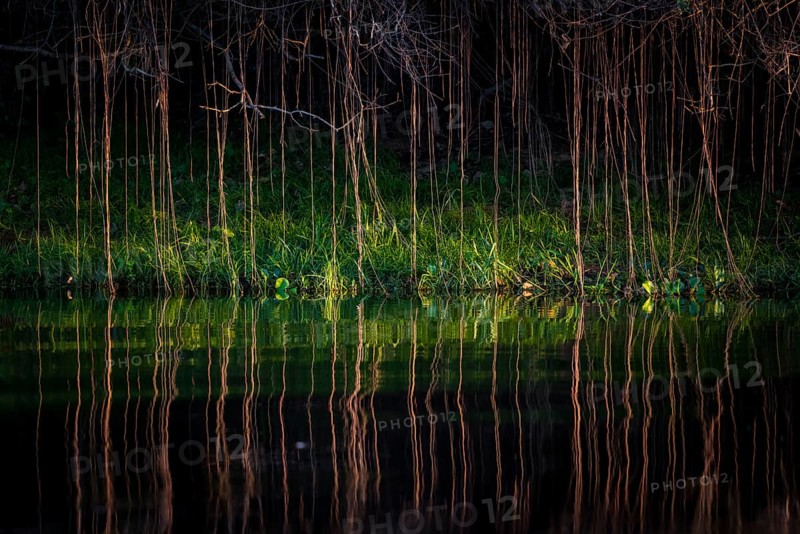 Aerial roots on the banks of the Rio Negro