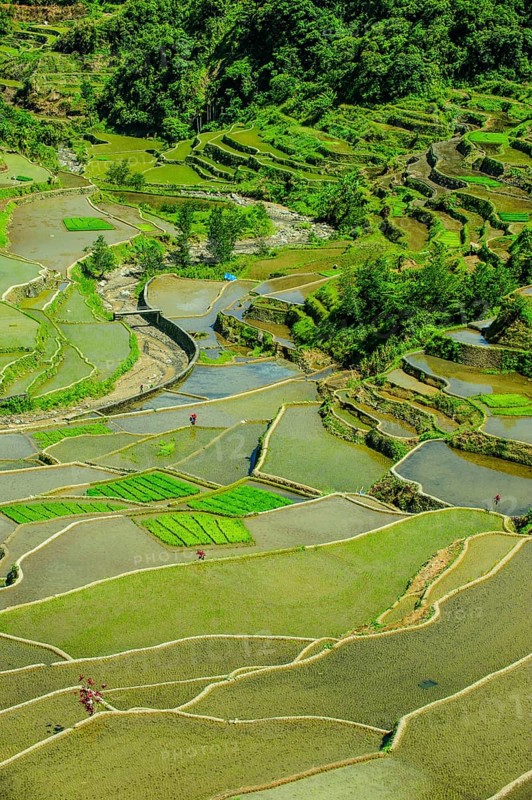 Rice terraces of Banaue