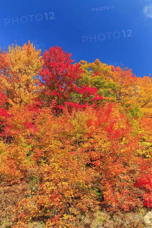 Autumn colors