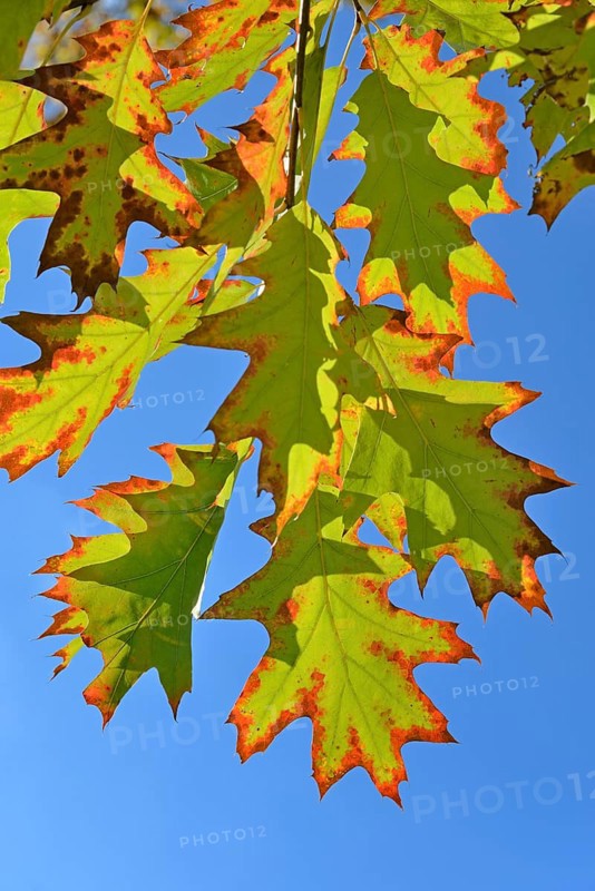 Northern red oak