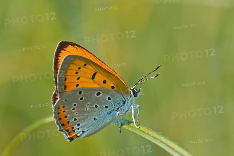 Large Copper