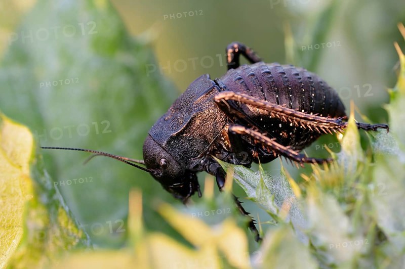 Bush cricket