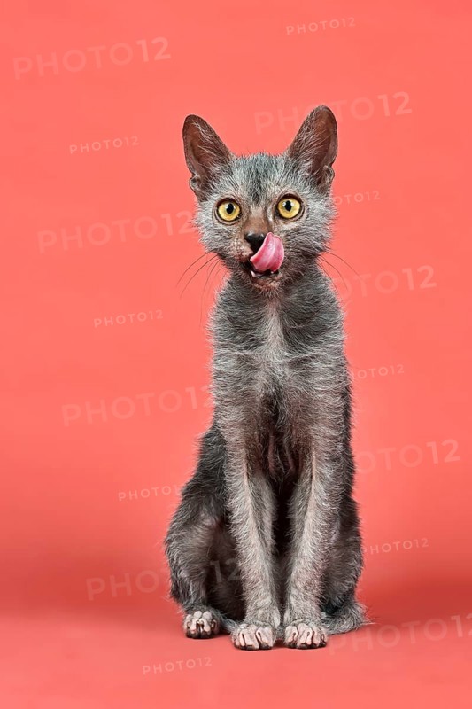 Domestic cat