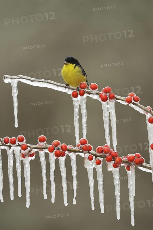 Lesser Goldfinch