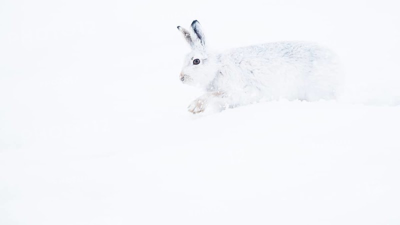 Mountain hare