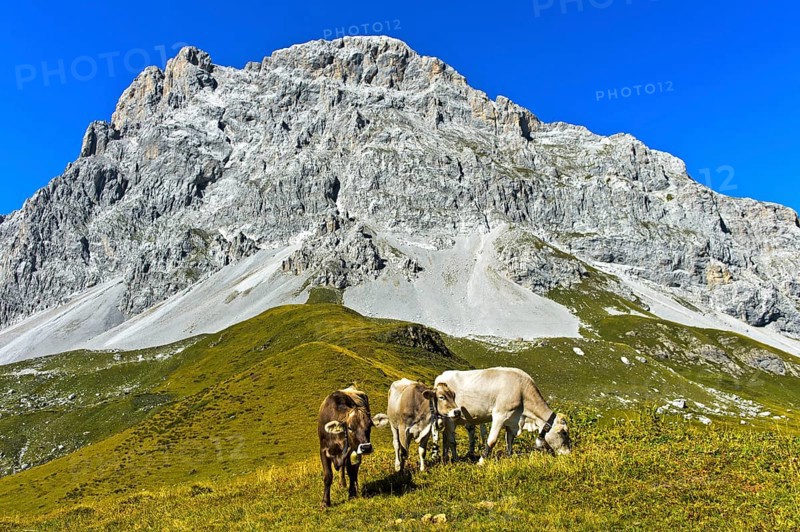 Cows on pasture