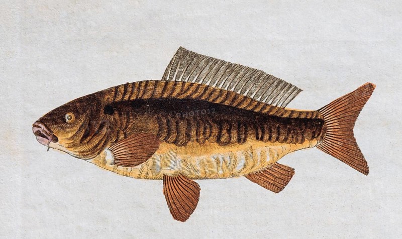Common carp