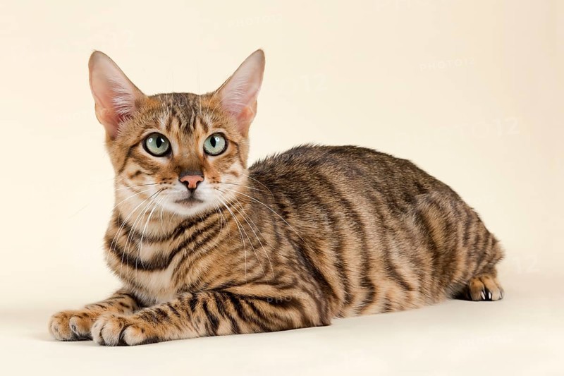 Pedigree cat Toyger