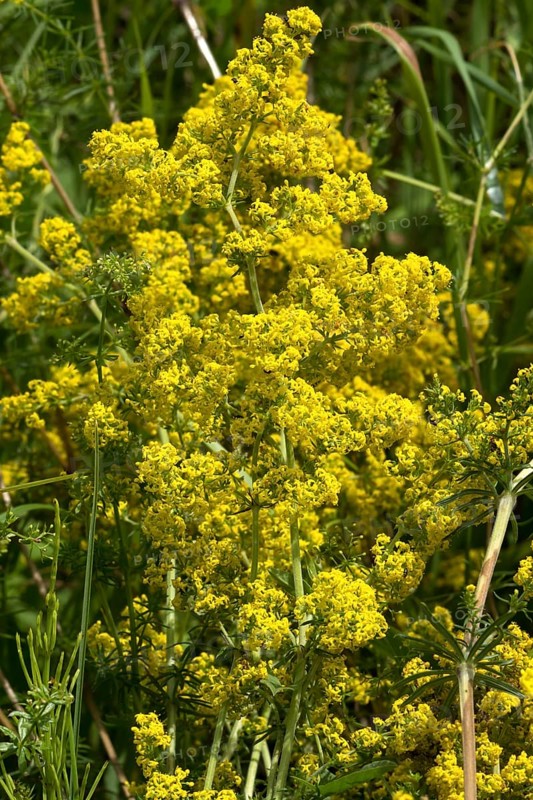 Lady's bedstraw