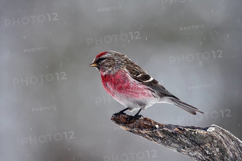 Birch Red Siskin