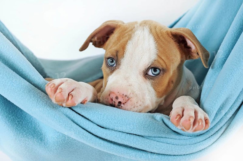 American Staffordshire Terrier