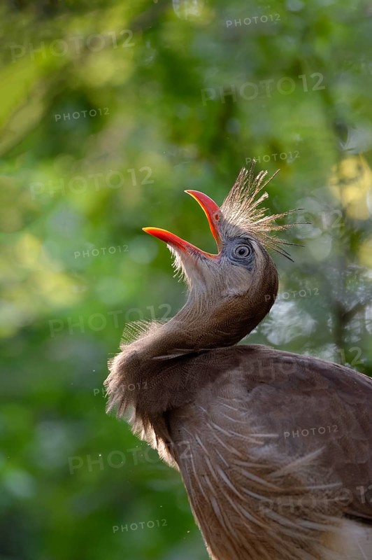 Red-legged Seriema