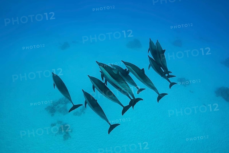 A pod of Spinner Dolphins