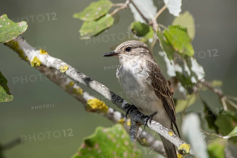 Spotted Flycatcher