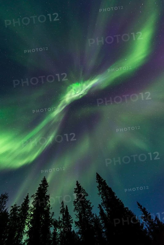 Northern Lights or Aurora Borealis above trees