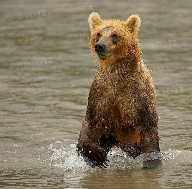 Brown bear