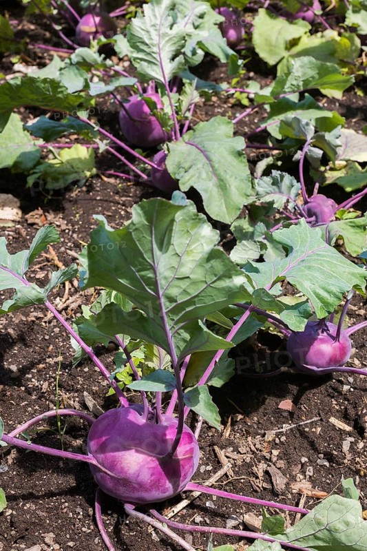 Kohlrabis