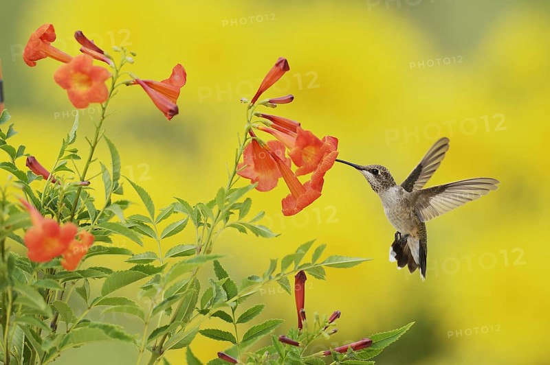 Ruby-throated Hummingbird