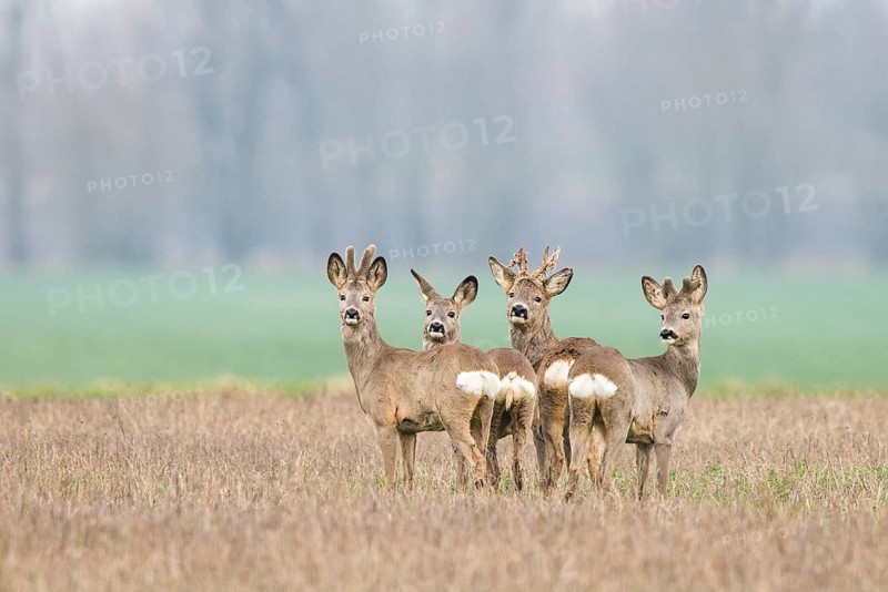 Deer