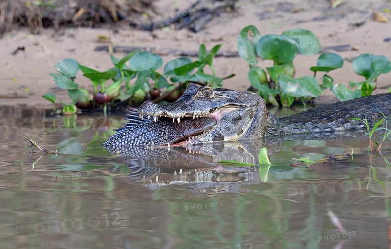 Yacare caiman