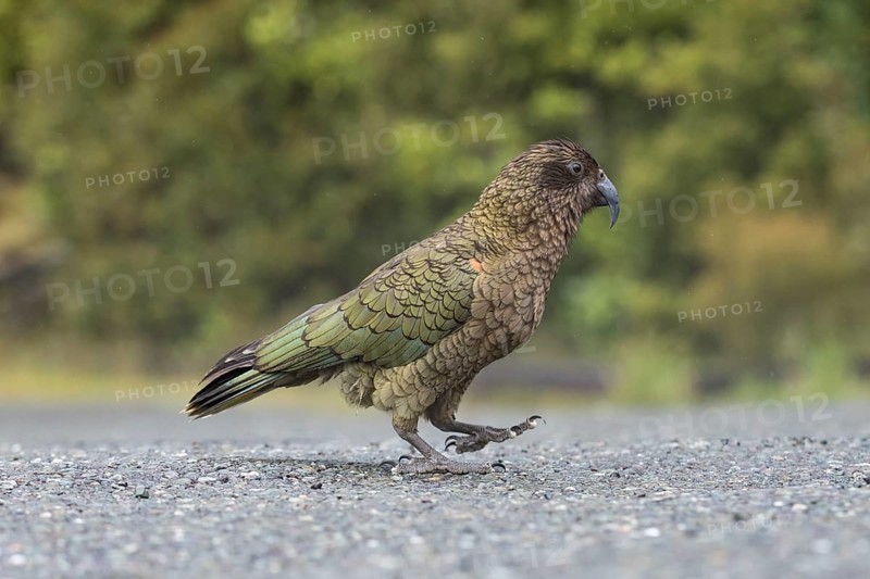 Kea