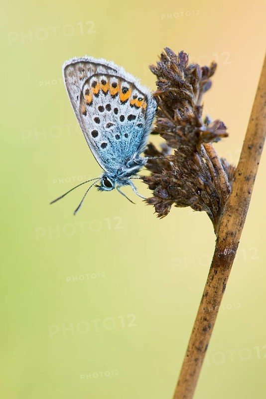 Silver-studded blue
