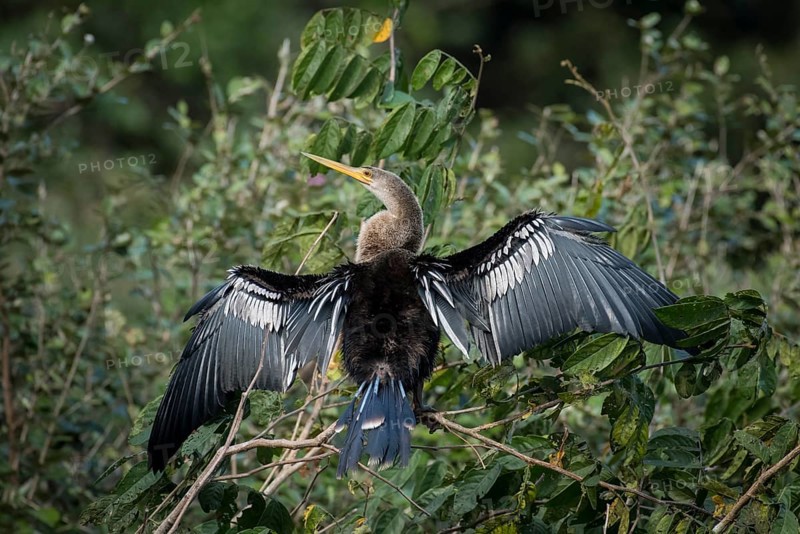 Anhinga or Water Turkey