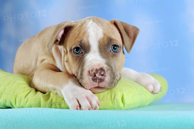 American Staffordshire Terrier