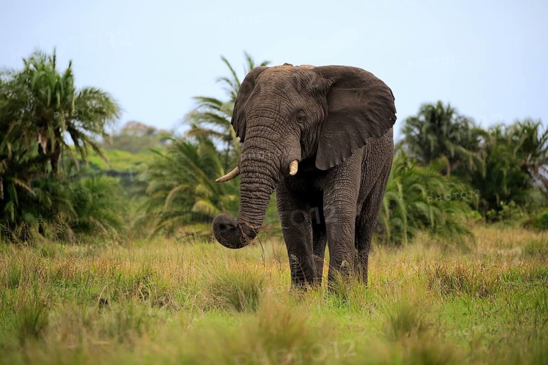 African Elephant