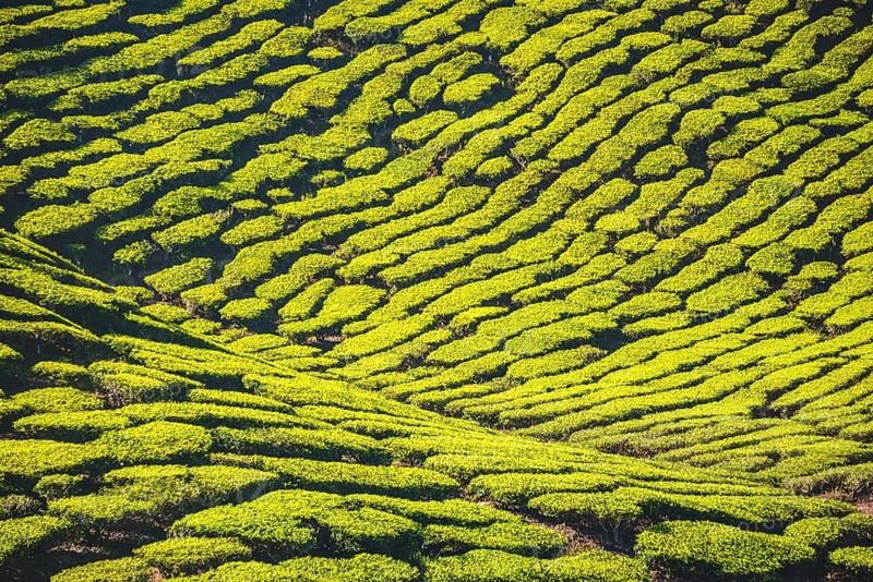 Hill with tea plantations